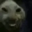 xddKiss