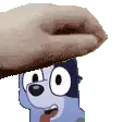 SocksPet