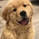woggo