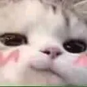 cootesmug