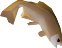 Tench
