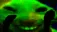 xddanse