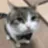 sophisticaedcat
