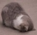 gr_kittyplop Discord Emoji