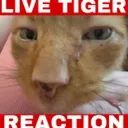 tigerreaction
