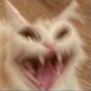 cat_scream