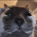 closeCat Discord Emoji