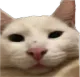 Bruhcat bruhcat Discord Emoji