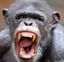 CHIMP