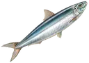 Sardine