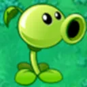 Pea