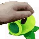 Peaaa