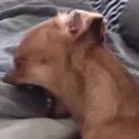 ragecryscream ragecryscream