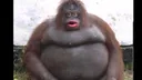 Monke