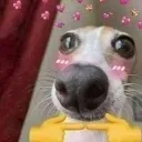 DOG_uwu1 Discord Emoji