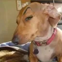 DOG_sus1 Discord Emoji