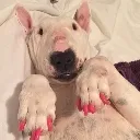 DOG_uwu2 Discord Emoji