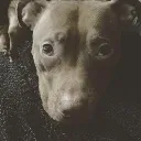 DOG_sad1 Discord Emoji
