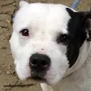 DOG_sad2 Discord Emoji