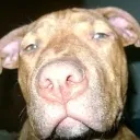 Dog Sus2 Discord Emoji