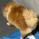 fluffyaloy