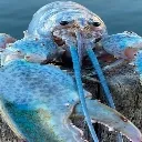 BLUELOBSTER