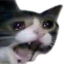 sadcattscreechremovebgpreview Discord Emoji