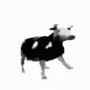 polishcow