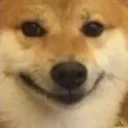 dogesmile