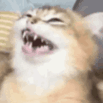 Cat Laugh catLaugh Discord Emoji