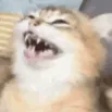 kekkitty