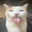 blehhh