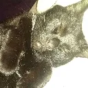 slep