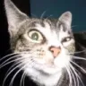 cat_raised_eyebrow
