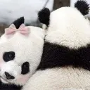 Panda panda Discord Emoji