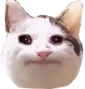 imesense_cat_sad