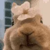 bunnycute