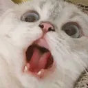 cataaaa