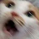 catshocked