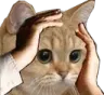 ohnocatto ohnocatto