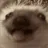 cheesinbutgif cheesinbutgif