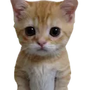 Catstand catstand Discord Emoji