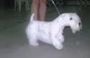 fossildog