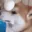 eggdoge