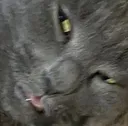 ugcatface