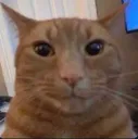 catstare catstare