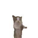 catHAPPY