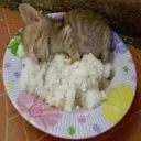 catmeal
