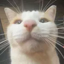 bleh2