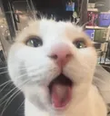 bleh5